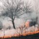 Ekstremne klimatske prilike ubrzavaju šumske požare u Kanadi i SAD – ekstremi klime u Kanadi i SAD