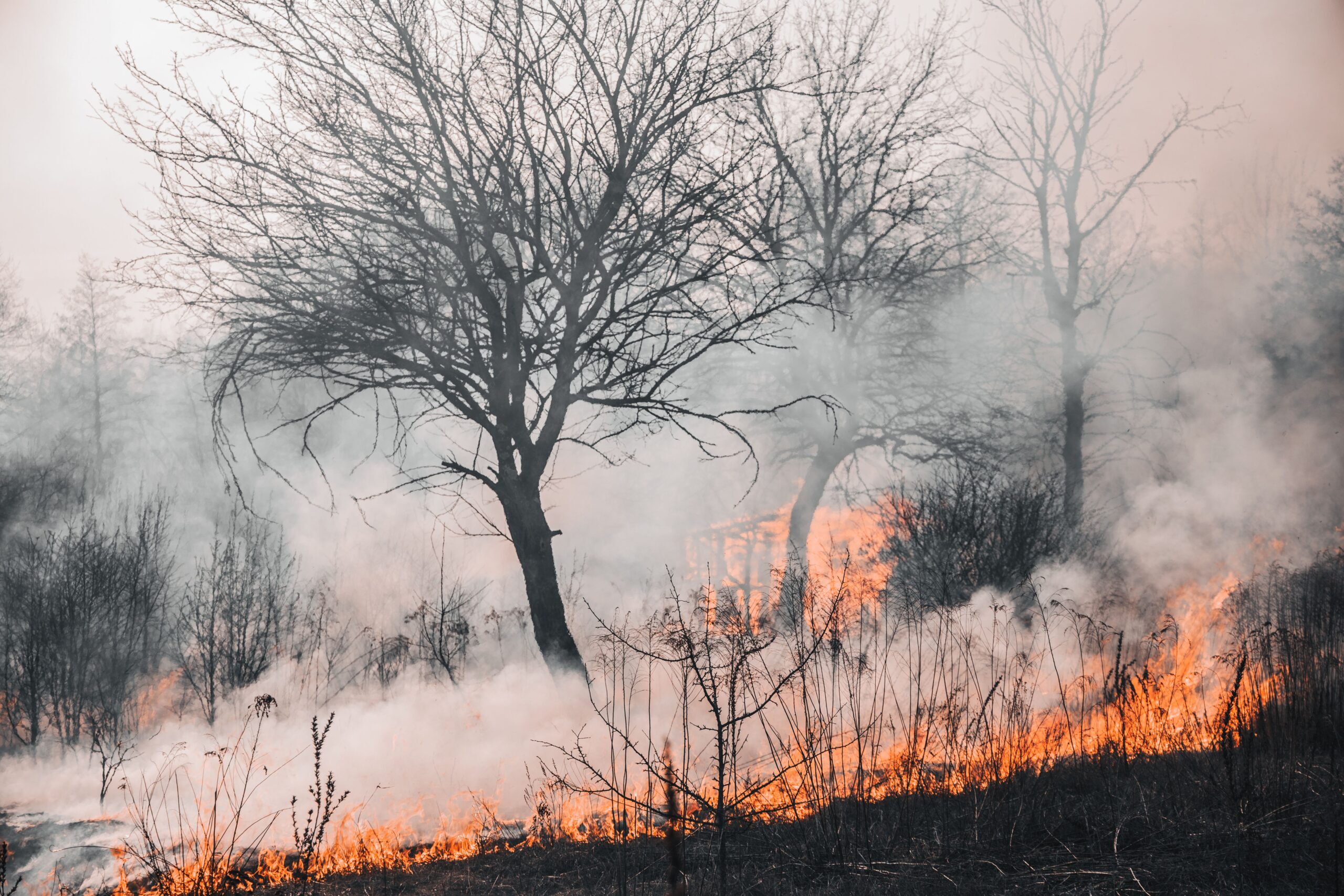 Ekstremne klimatske prilike ubrzavaju šumske požare u Kanadi i SAD – ekstremi klime u Kanadi i SAD