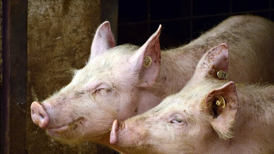 Grad Šabac uvodi vanrednu situaciju radi sprečavanja afričke kuge svinja – afrička kuga svinja