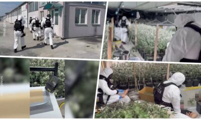 Policija otkrila laboratoriju za marihuanu u Batajnici, uhapšeno pet osoba – laboratorija za marihuanu u Batajnici