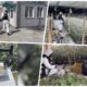 Policija otkrila laboratoriju za marihuanu u Batajnici, uhapšeno pet osoba – laboratorija za marihuanu u Batajnici