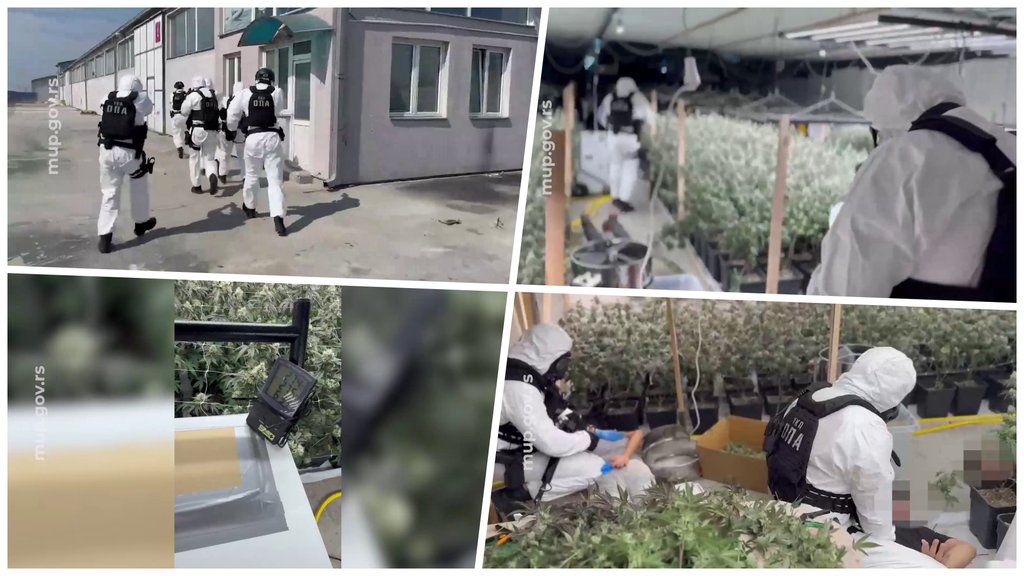 Policija otkrila laboratoriju za marihuanu u Batajnici, uhapšeno pet osoba – laboratorija za marihuanu u Batajnici