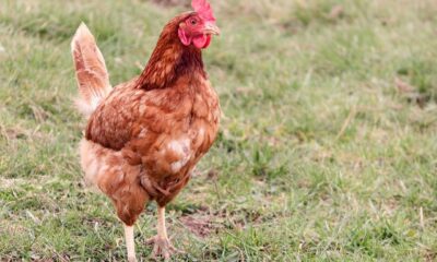 chicken, hen, laying hen, farm yard, free range, chicken run, feathers, nature, chicken feathers, poultry, outdoors, bird, beak, comb, brown