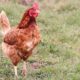 chicken, hen, laying hen, farm yard, free range, chicken run, feathers, nature, chicken feathers, poultry, outdoors, bird, beak, comb, brown