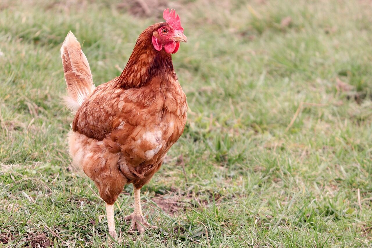 chicken, hen, laying hen, farm yard, free range, chicken run, feathers, nature, chicken feathers, poultry, outdoors, bird, beak, comb, brown