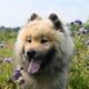 dog, canine, pet, friend, breed, animal, mammal, eurasier dog, eurasier olaf, young stallion, nature, companion dog, dog, dog, dog, dog, dog