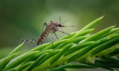 inland floodwater mosquito, mosquito, aedes vexans, insect, wildlife, nature, closeup, mosquito, mosquito, mosquito, mosquito, mosquito