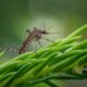 inland floodwater mosquito, mosquito, aedes vexans, insect, wildlife, nature, closeup, mosquito, mosquito, mosquito, mosquito, mosquito