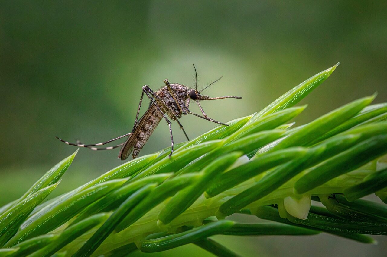 inland floodwater mosquito, mosquito, aedes vexans, insect, wildlife, nature, closeup, mosquito, mosquito, mosquito, mosquito, mosquito