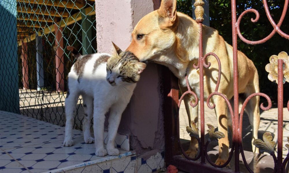 A friendly dog and cat cuddle against a gate in a sunny outdoor setting, showcasing interspecies friendship.