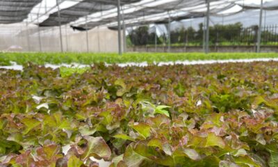 FDA potvrdila: Nalaz ciklospore u salati Taylor Farms bio lažno pozitivan – lažno pozitivna ciklospora