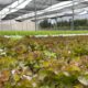 FDA potvrdila: Nalaz ciklospore u salati Taylor Farms bio lažno pozitivan – lažno pozitivna ciklospora