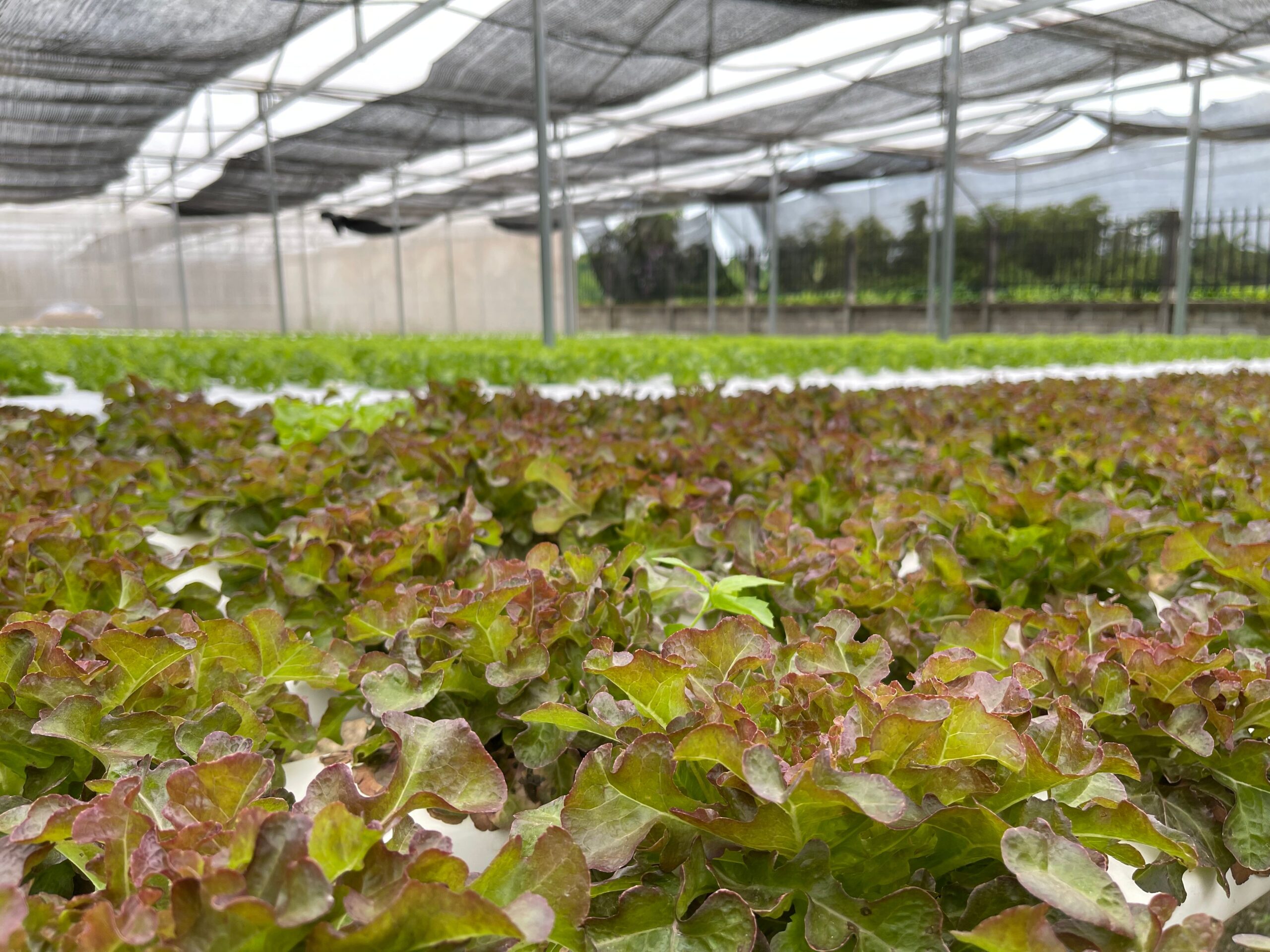 FDA potvrdila: Nalaz ciklospore u salati Taylor Farms bio lažno pozitivan – lažno pozitivna ciklospora