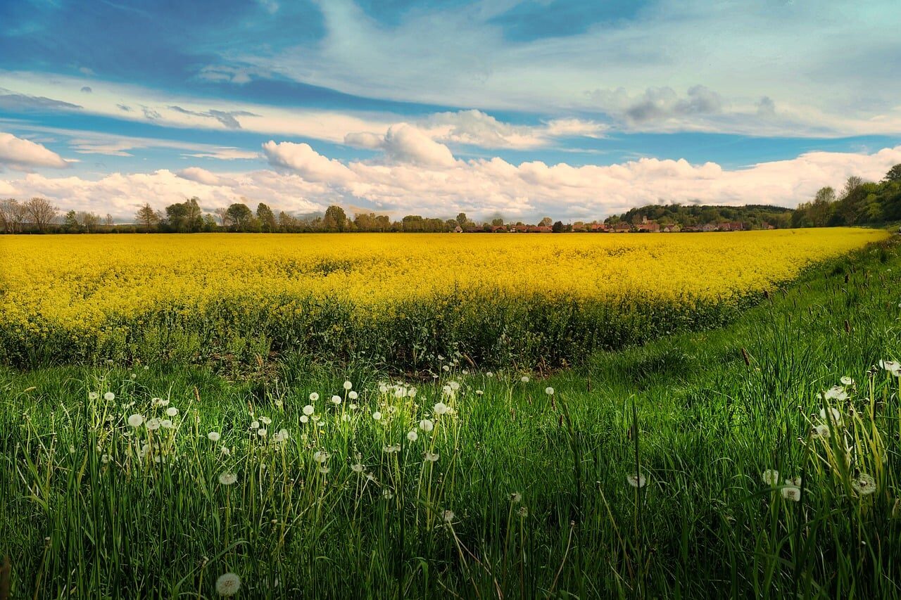 agriculture, rapeseed, nature, rapeseed field, flower wallpaper, landscape, spring, yellow, panorama, view, bloom, sky, clouds, flowers, village, flower background, green, dandelion, beautiful flowers, blowball, meadow, grass, rural