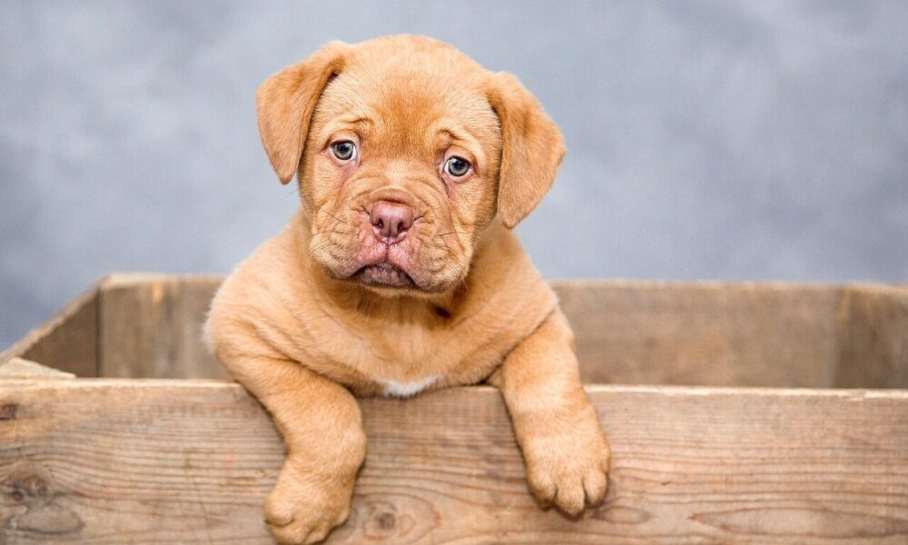 puppy, dog, pet, cute, brown dog, purebred, dog breed, nature, portrait, dog portrait, mammal, animal, domestic, domestic dog, canine