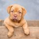 puppy, dog, pet, cute, brown dog, purebred, dog breed, nature, portrait, dog portrait, mammal, animal, domestic, domestic dog, canine