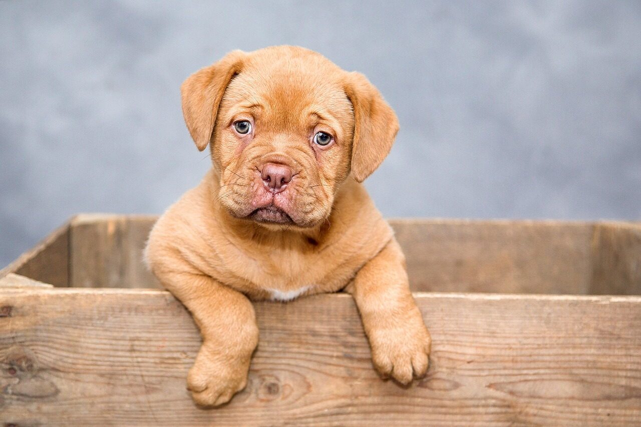 puppy, dog, pet, cute, brown dog, purebred, dog breed, nature, portrait, dog portrait, mammal, animal, domestic, domestic dog, canine