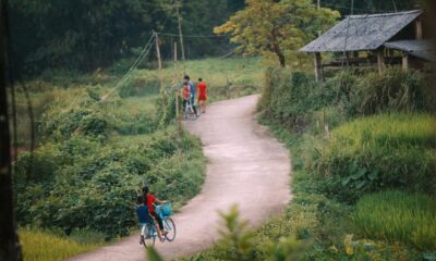 forest, path, town, nature, bicycle, nature, nature, nature, nature, nature