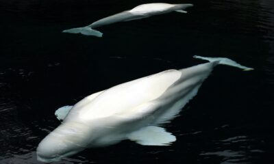 Beluge iz Marineland-a stigle u Teksas nakon međunarodne spasilačke misije