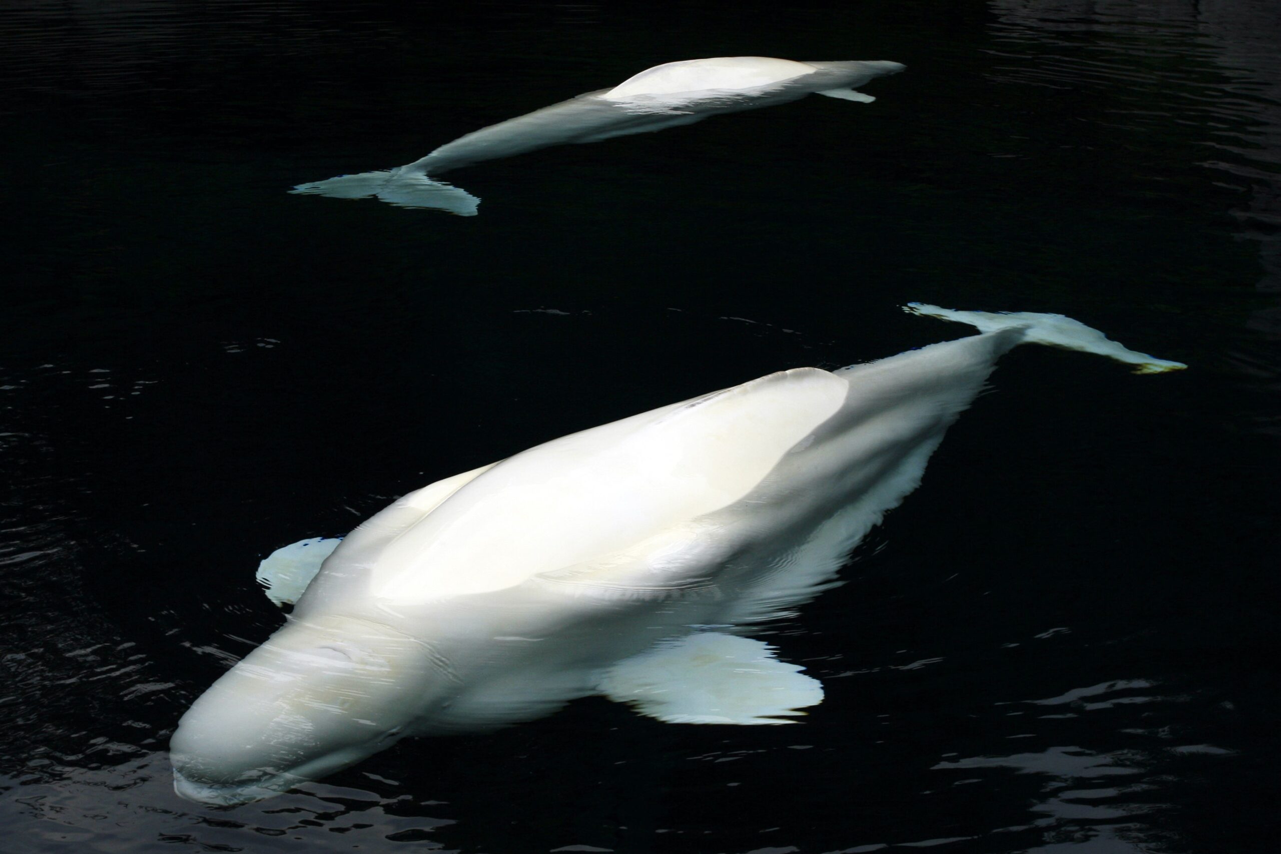 Beluge iz Marineland-a stigle u Teksas nakon međunarodne spasilačke misije