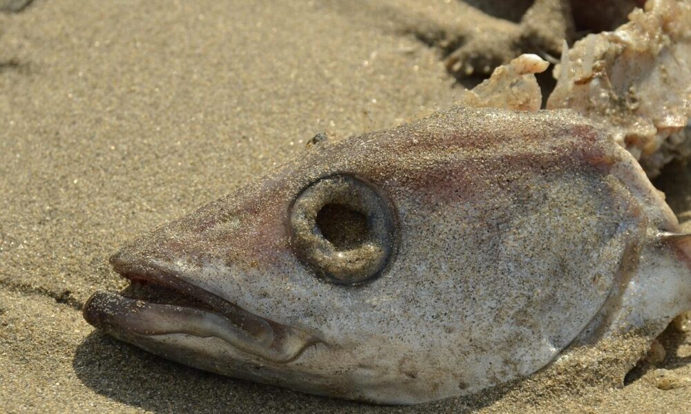 fish, perish, cup, fish head, eye socket, gill, skeleton, beach, nature, sand