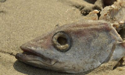 fish, perish, cup, fish head, eye socket, gill, skeleton, beach, nature, sand