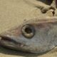 fish, perish, cup, fish head, eye socket, gill, skeleton, beach, nature, sand