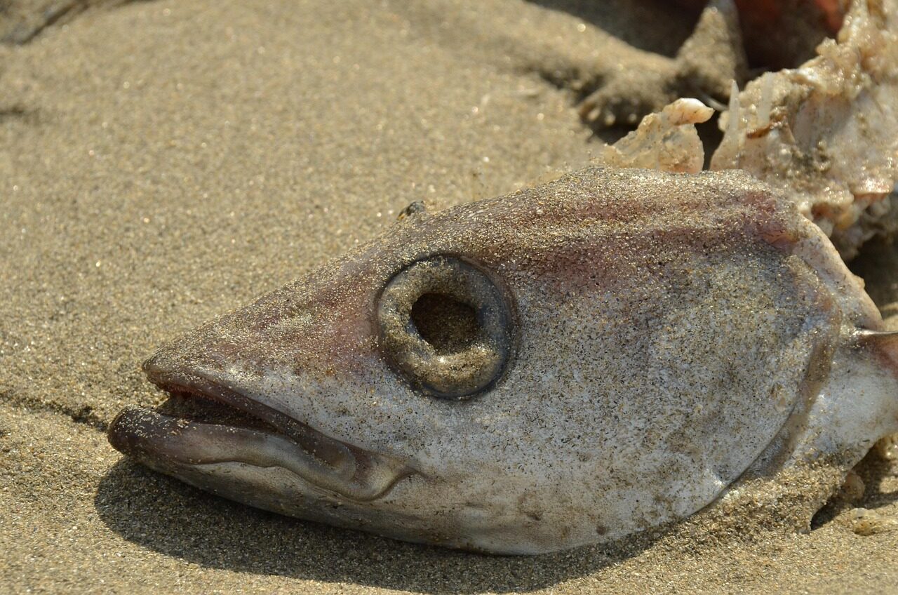 fish, perish, cup, fish head, eye socket, gill, skeleton, beach, nature, sand
