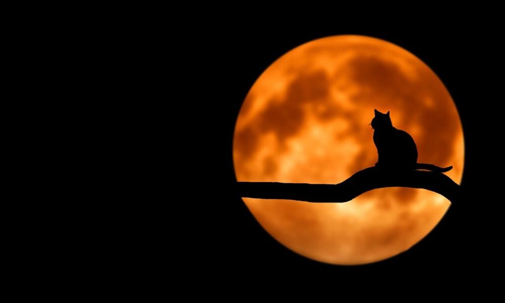 tree, cat, pet, silhouette, moon, full moon, moonlight, luna, animal, lunar, cat silhouette, branch, night sky, dark sky, night, backlighting, black cat, nature, halloween