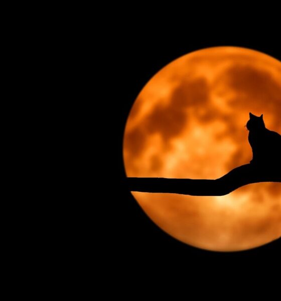 tree, cat, pet, silhouette, moon, full moon, moonlight, luna, animal, lunar, cat silhouette, branch, night sky, dark sky, night, backlighting, black cat, nature, halloween