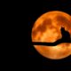 tree, cat, pet, silhouette, moon, full moon, moonlight, luna, animal, lunar, cat silhouette, branch, night sky, dark sky, night, backlighting, black cat, nature, halloween