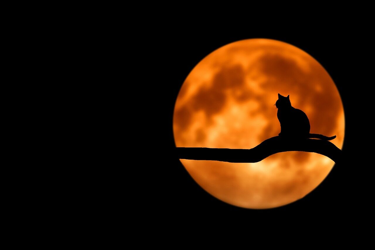 tree, cat, pet, silhouette, moon, full moon, moonlight, luna, animal, lunar, cat silhouette, branch, night sky, dark sky, night, backlighting, black cat, nature, halloween