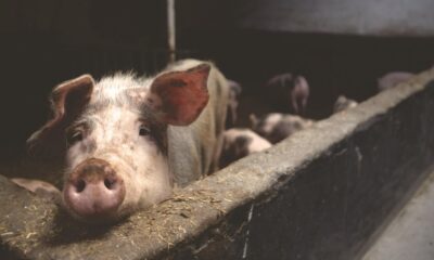 Afrička kuga svinja potvrđena u okolini Beograda, proglašene mere zaštite – afrička kuga svinja u okolini Beograda