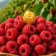 Izvoz smrznute maline iz Srbije dostiže cenu od 2.250 dinara po kilogramu – prodaja malina u Srbiji
