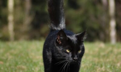 cat, black cat, animal, spring, pet, nature, black