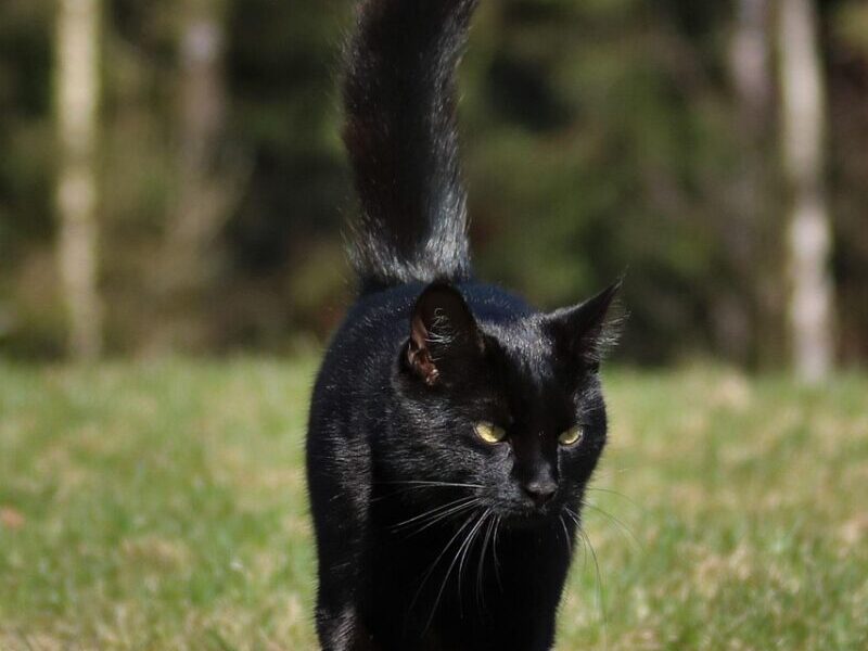 cat, black cat, animal, spring, pet, nature, black