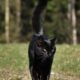 cat, black cat, animal, spring, pet, nature, black