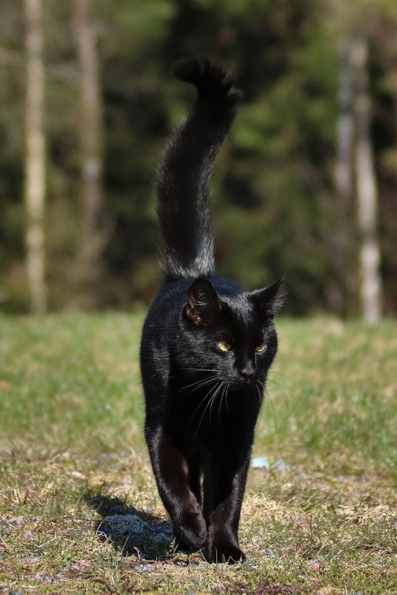 cat, black cat, animal, spring, pet, nature, black