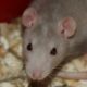 Hantavirus kod pacova u Novom Sadu: projekat Pasterovog zavoda i Ciklonizacije otkriva rizike