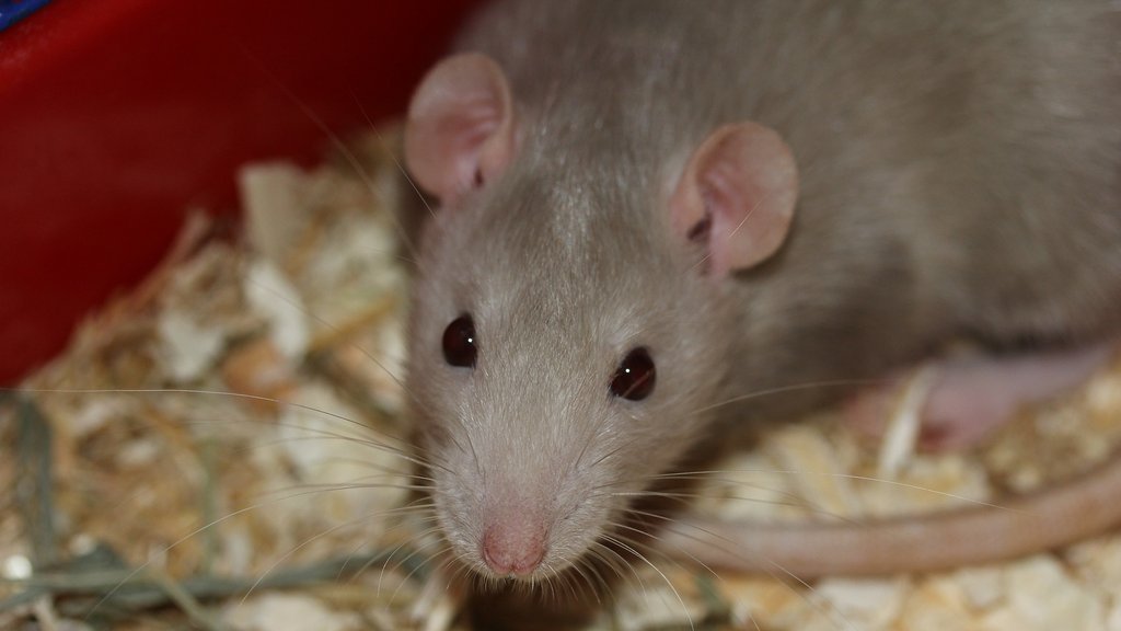 Hantavirus kod pacova u Novom Sadu: projekat Pasterovog zavoda i Ciklonizacije otkriva rizike