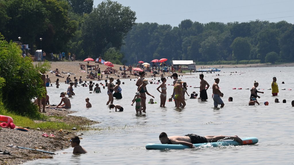 Nutrija iznenadila kupače na Adi Ciganliji tokom letnjeg dana – nutrija na Adi Ciganliji