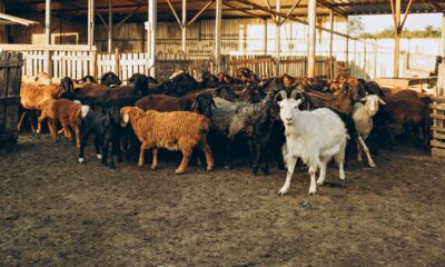 Veterinarska služba eutanazirala 127 grla zbog boginja ovaca i koza u Raškoj – boginje ovaca i koza