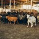 Veterinarska služba eutanazirala 127 grla zbog boginja ovaca i koza u Raškoj – boginje ovaca i koza