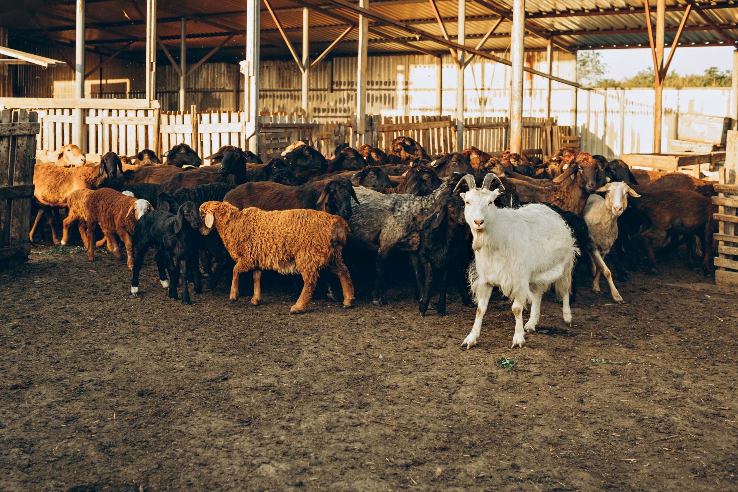 Veterinarska služba eutanazirala 127 grla zbog boginja ovaca i koza u Raškoj – boginje ovaca i koza