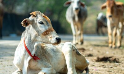 Afrička kuga svinja izazvala gubitak 33.500 grla, boginje ovaca i koza pod kontrolom