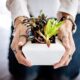 succulents, hands, pot, potted plants, indoor plants, offer, give, woman, female, holding, girl, natural, planting, growing, succulents, indoor plants, indoor plants, indoor plants, indoor plants, indoor plants, offer, give, give, give, planting, planting, planting