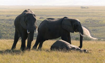 Istraga u toku: Uginulo 15 slonova u Nacionalnom parku Amboseli – smrt slonova u Keniji