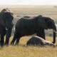 Istraga u toku: Uginulo 15 slonova u Nacionalnom parku Amboseli – smrt slonova u Keniji