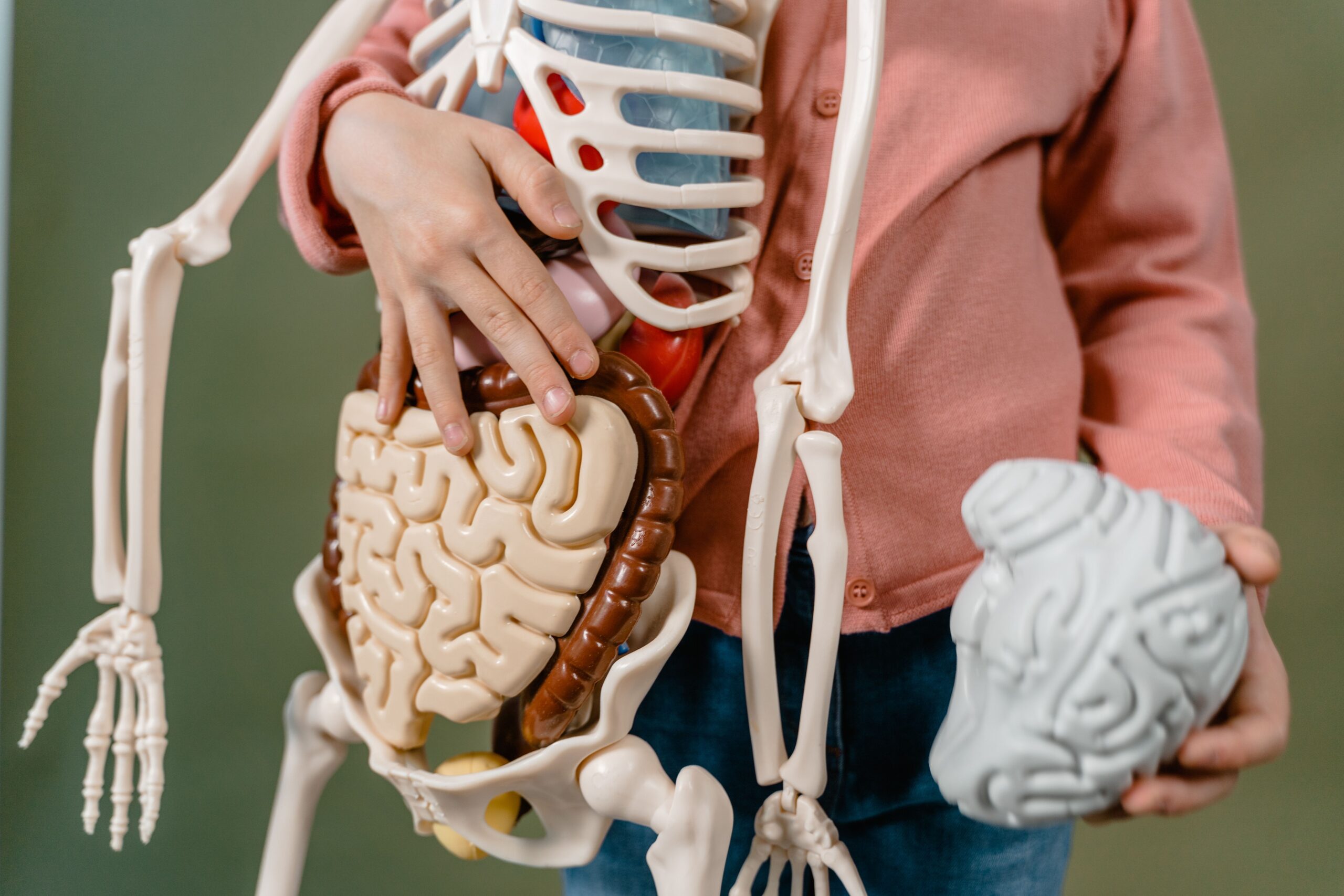 Veza između zdravlja creva i Parkinsonove bolesti: Nove studije otkrivaju – crevno zdravlje Parkinsonova