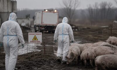 Afrička kuga svinja potvrđena u osam okruga, zaraženo oko 830 gazdinstava